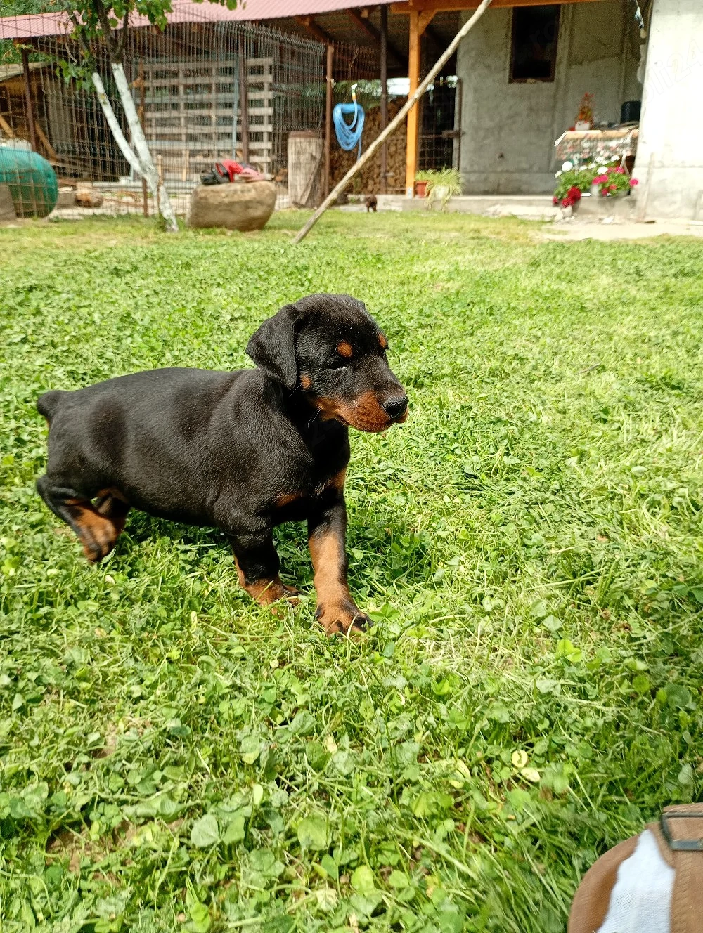 femelă doberman 