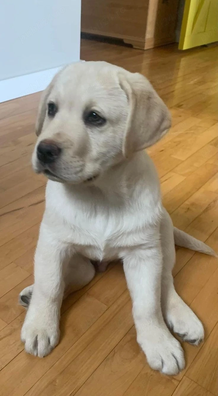 Labrador retreveri