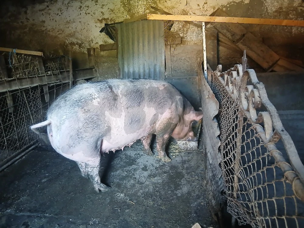 vând porc 
