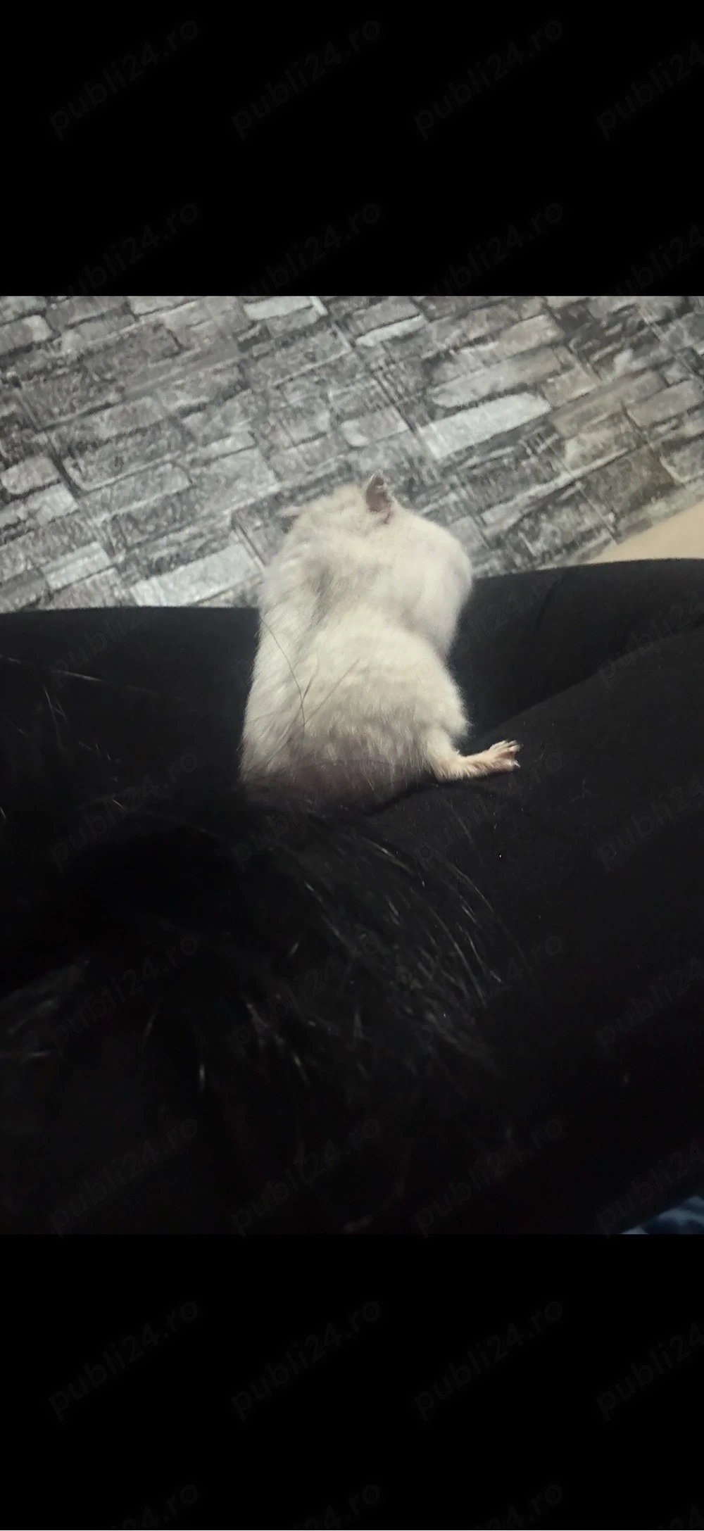 hamsteri pitici