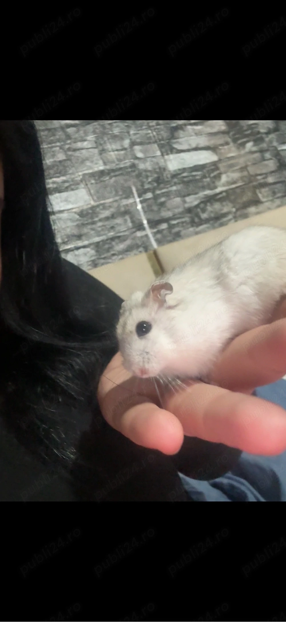 DONEZ!!!hamsteri pitici