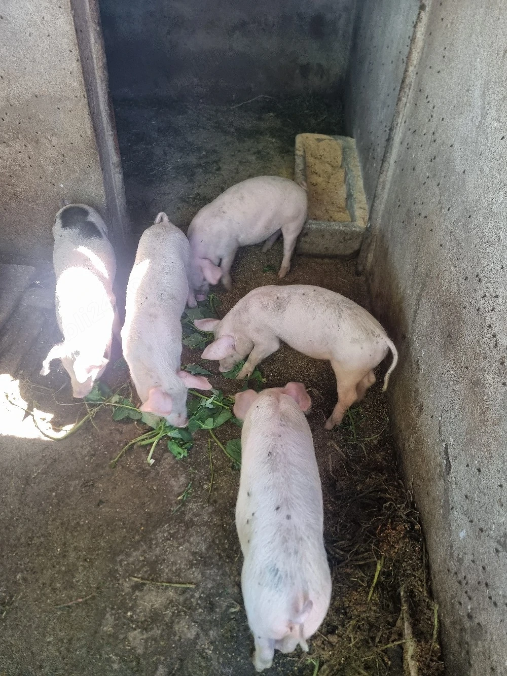 Vand purcei 10 Saptamani!