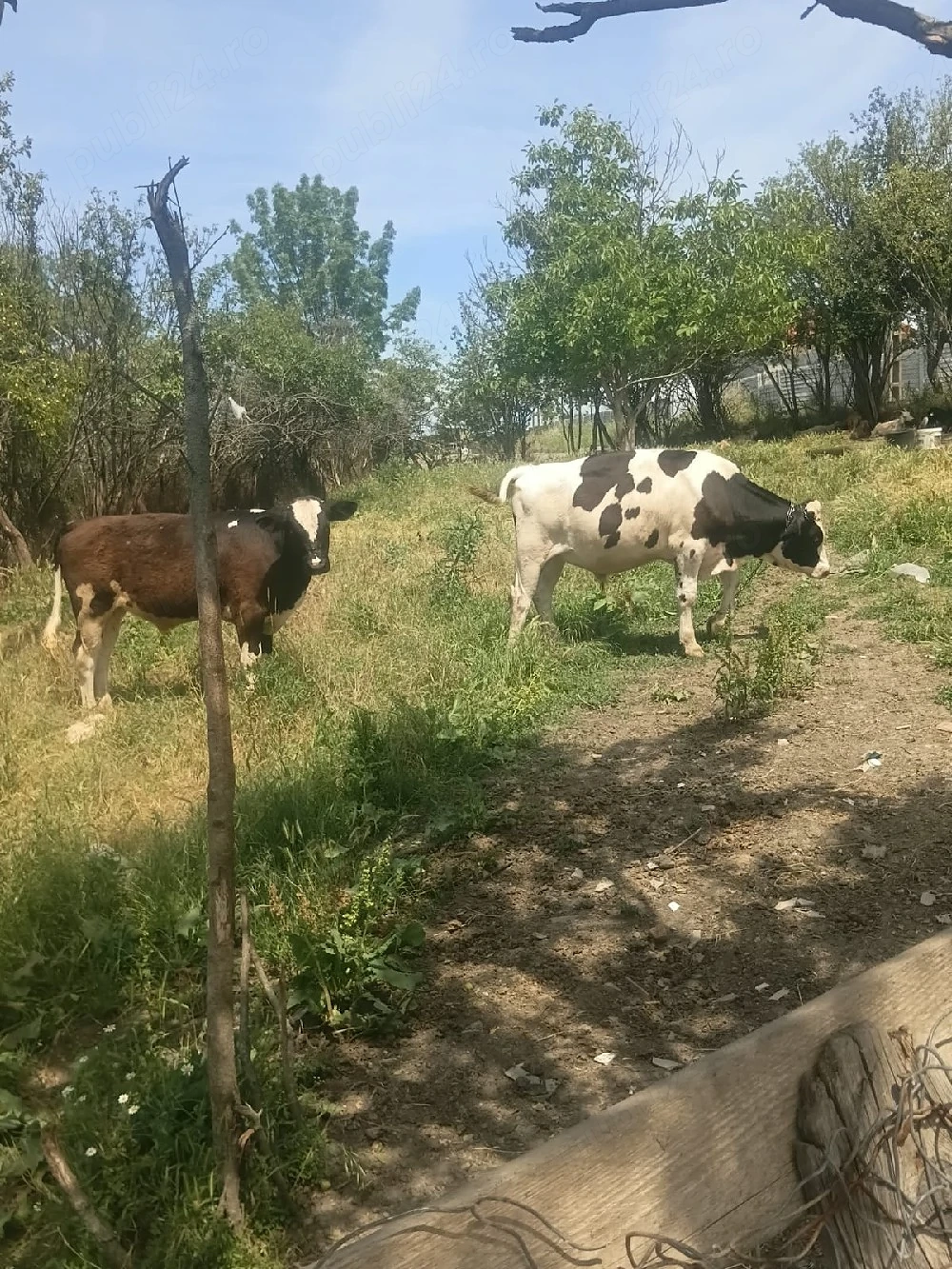 Vand vitei 