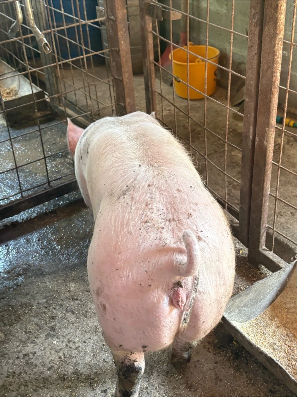 scrofița landrace pur x pietrain pur 