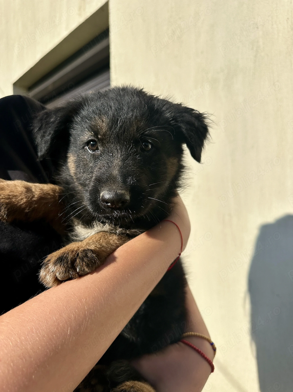 Pui Ciobănesc German Negru și Bicolor 