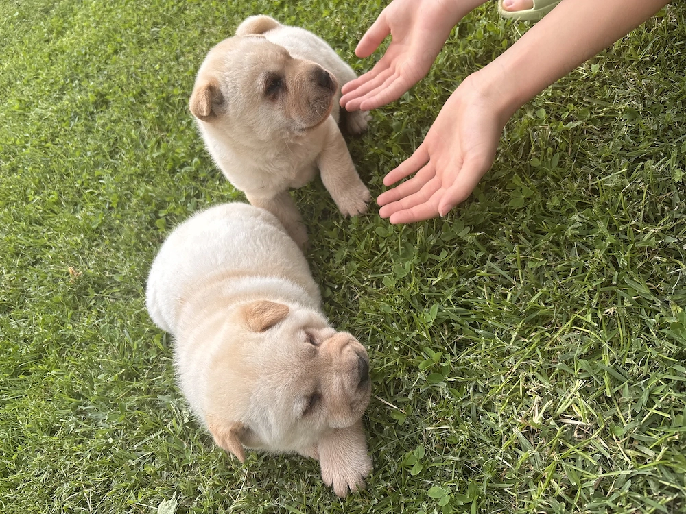     Shar-Pei băiețel, 6 săptămâni, gata de noua familie