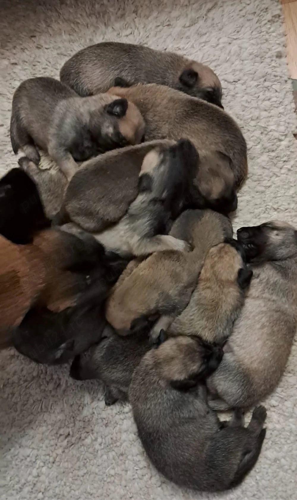 Pui Malinois de vânzare   Părinți cu aptitudini de lucru