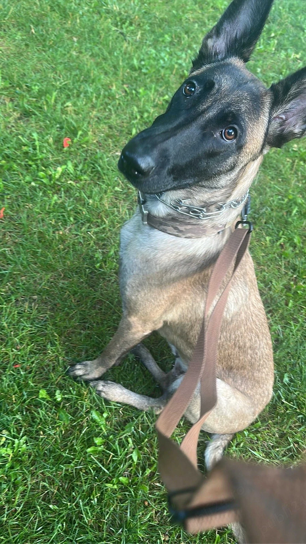 Pui Malinois de vânzare   Părinți cu aptitudini de lucru