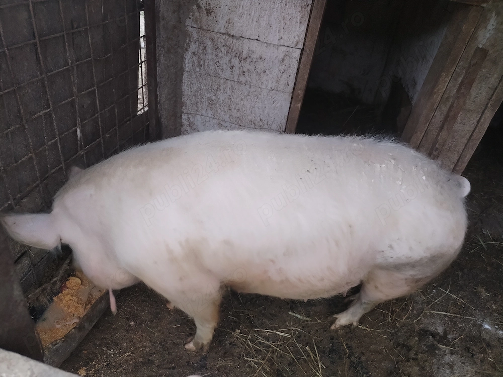 Vând porc aproximativ 300 de kg! 