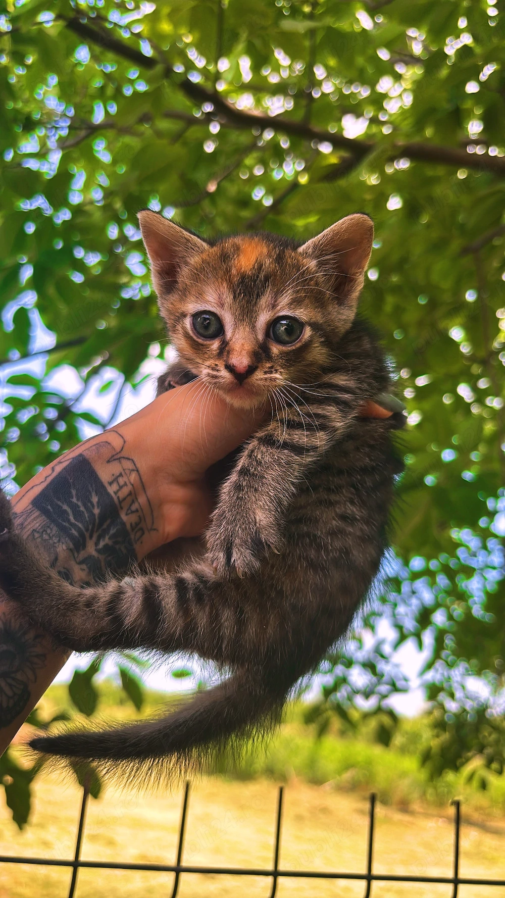 Adoptie Pisici 