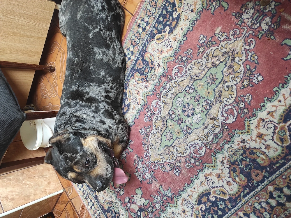 American Bully mascul 