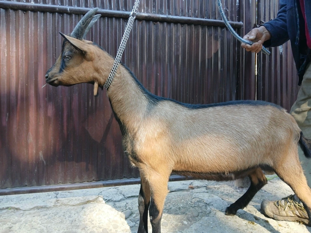Capre și iezi saanen
