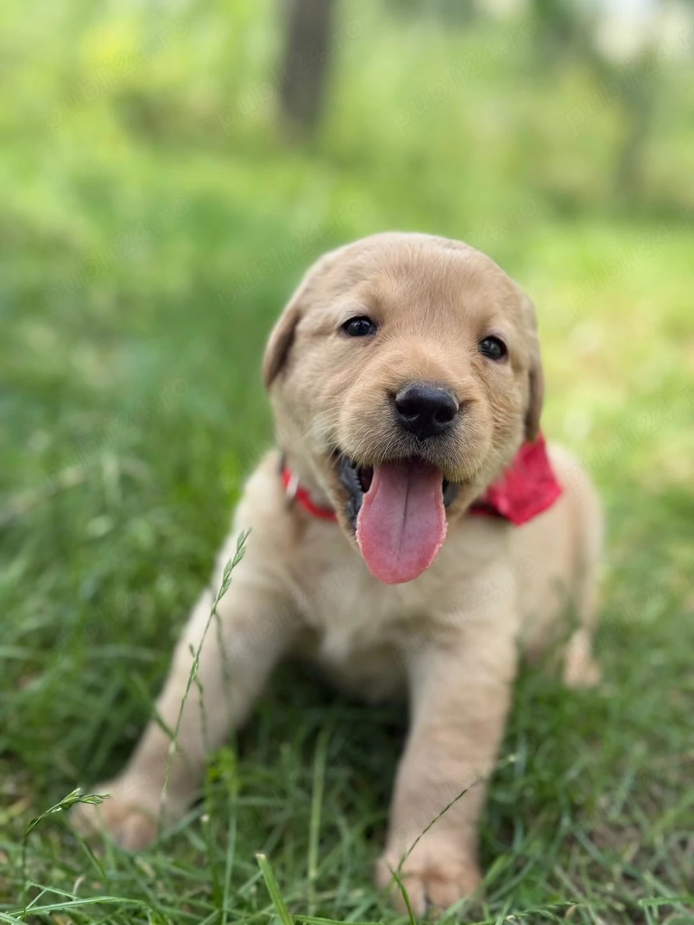 Catei labrador retriever