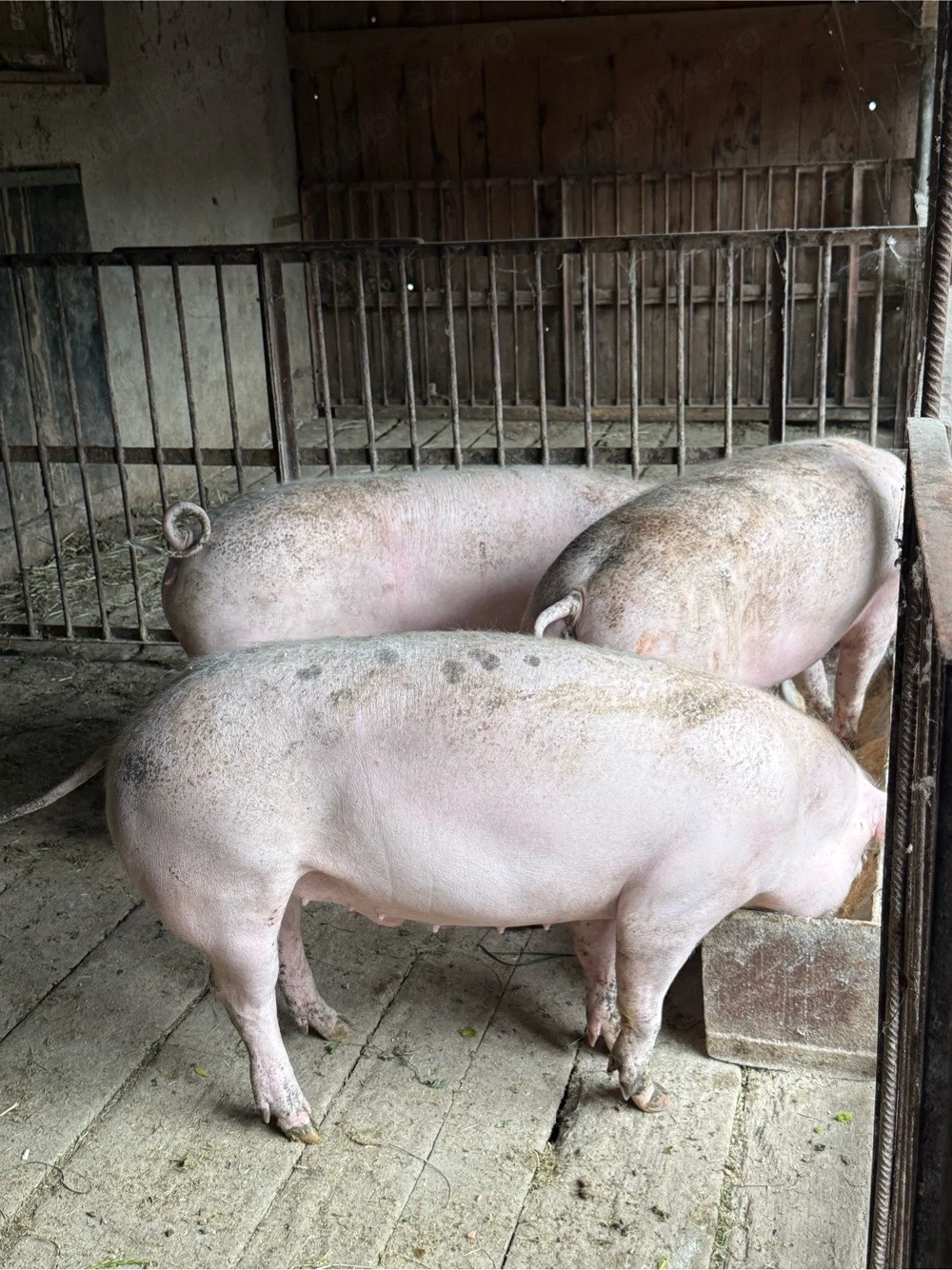 porci 70-90kg