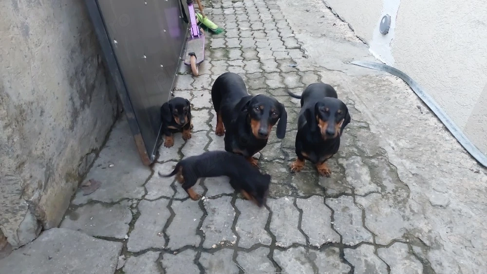 catelusi tekel isi cauta familie noua!!!