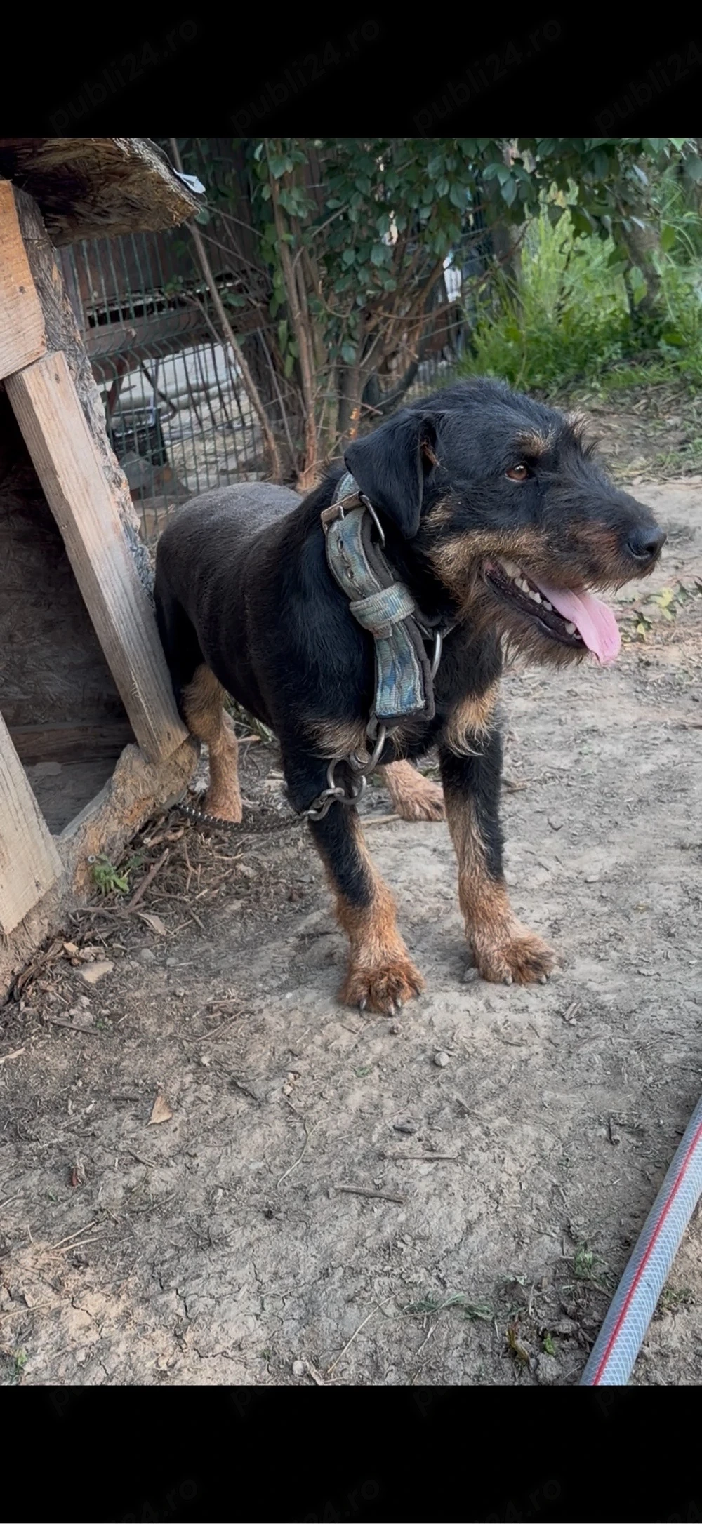 Mascul JagdTerrier jagd terrier