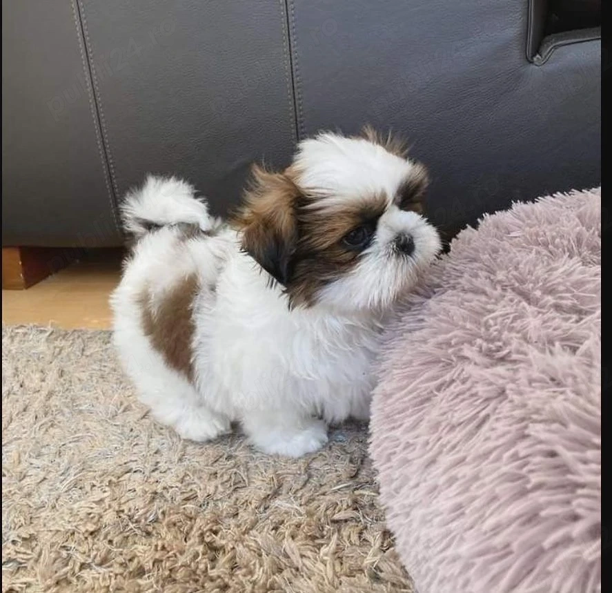 Shih Tzu puiuti