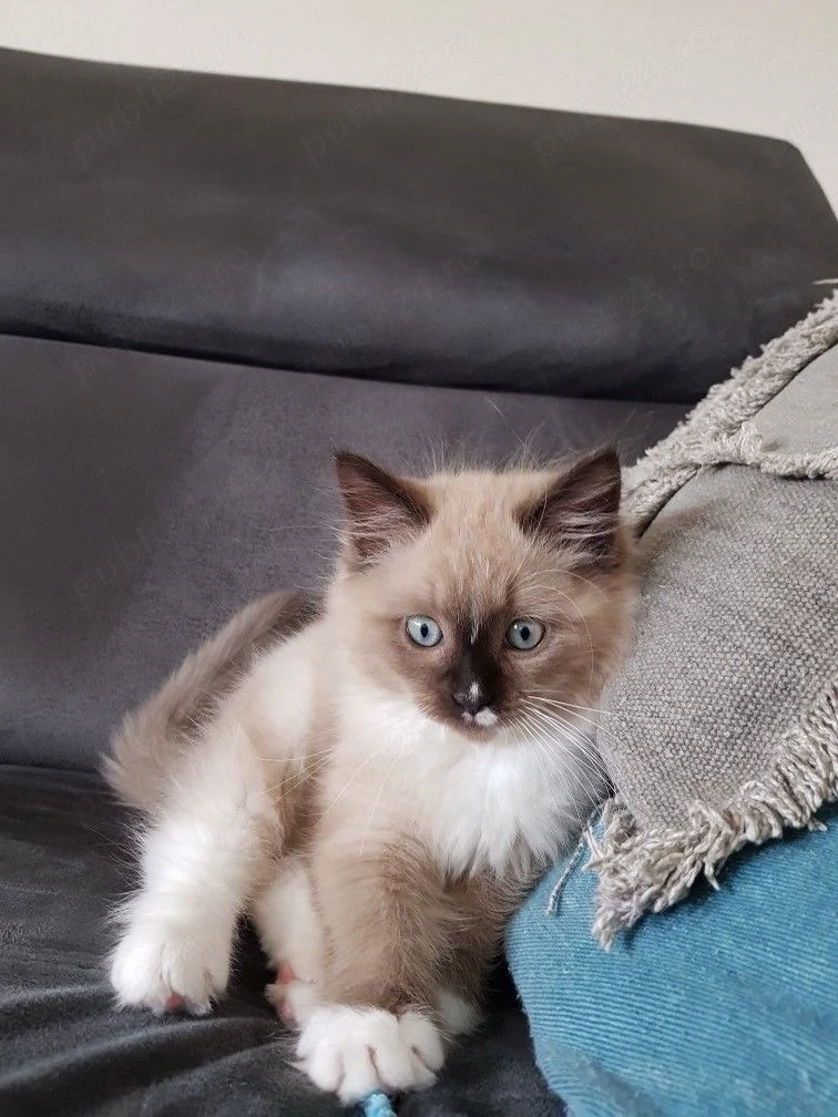 Ragdoll superbi 