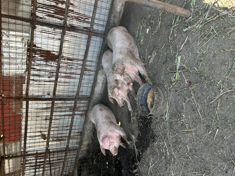 Purcei și porci Landrace cu pic