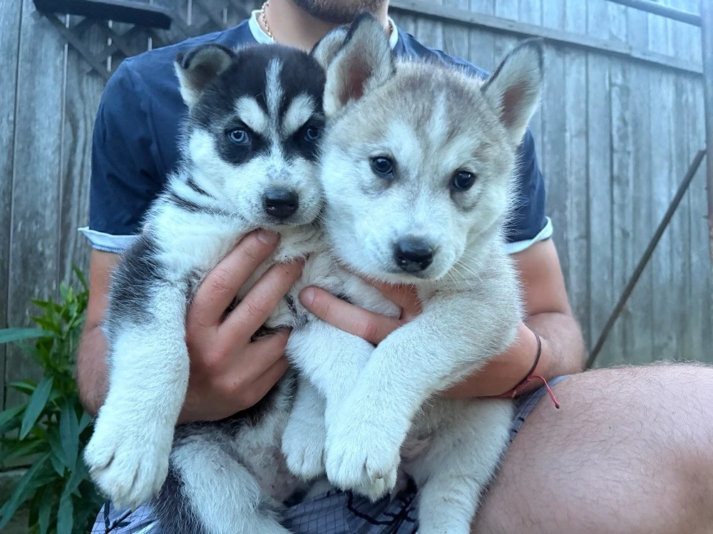 Cățelușă Husky