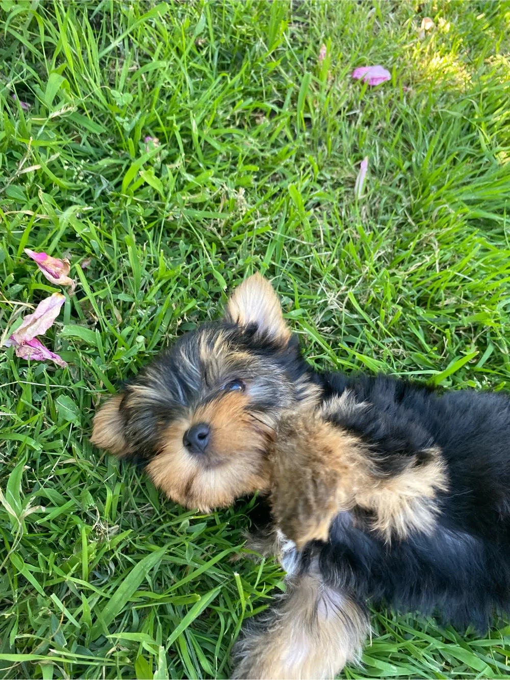 yorshire terrier 