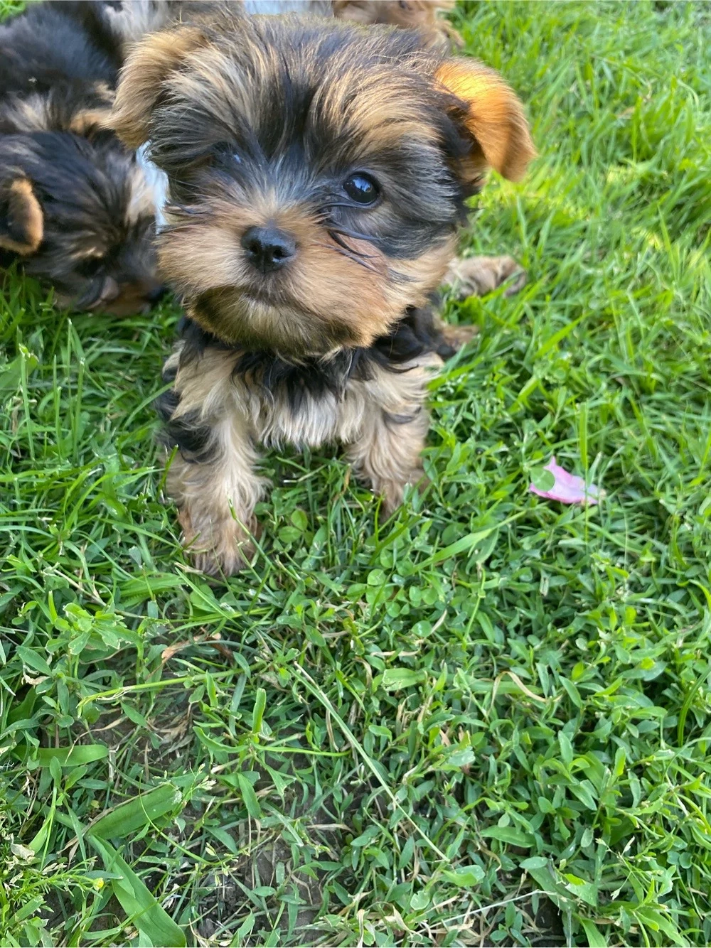 yorkshire terrier 8 9 saptamani baieti