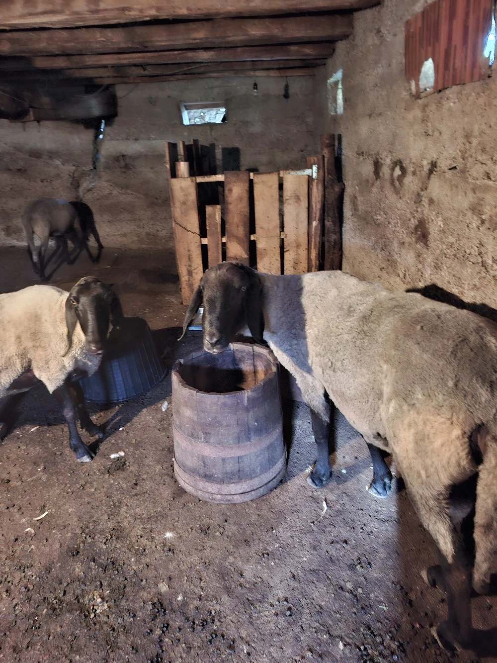 vand berbec carabas sarbesc originar,are doi ani,si doua oi carabase sârbești originare, una dintre 