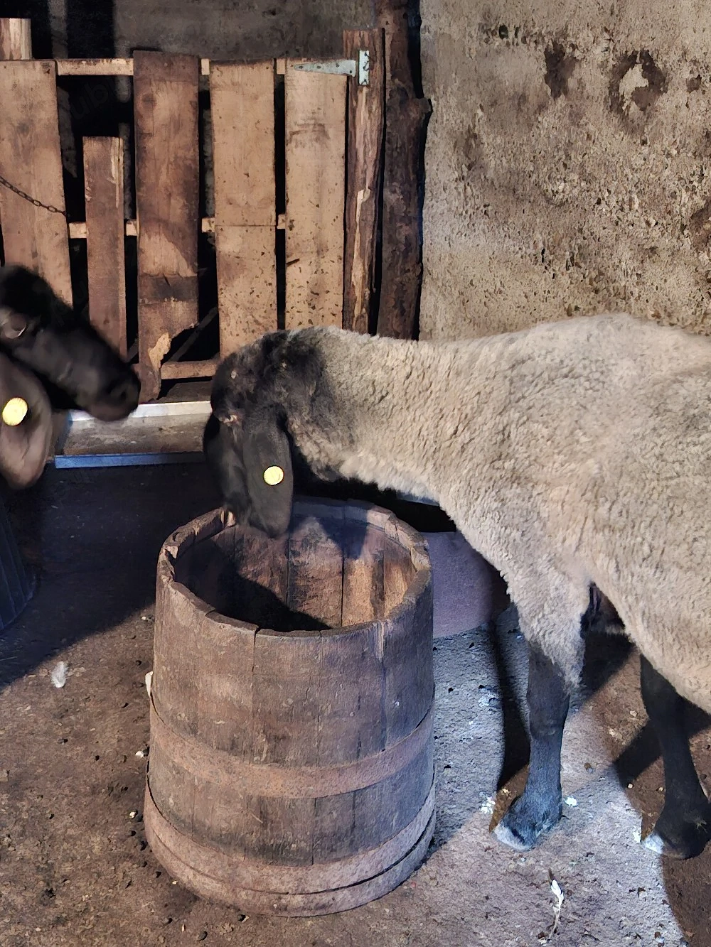 vand berbec carabas sarbesc originar,are doi ani,si doua oi carabase sârbești originare, una dintre 