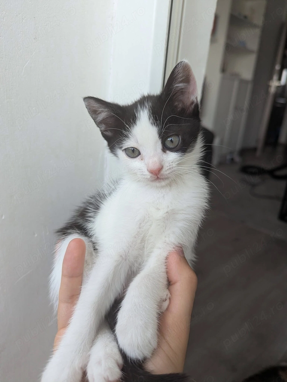 Pisicuta 2 luni pt adoptie 