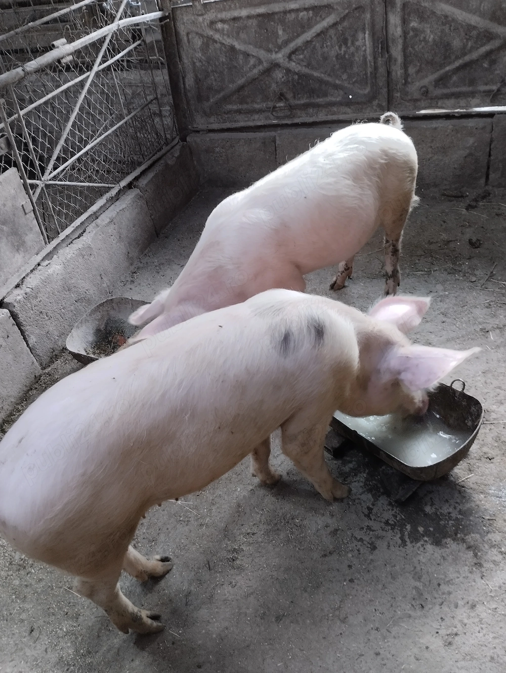 Porci de vânzare 