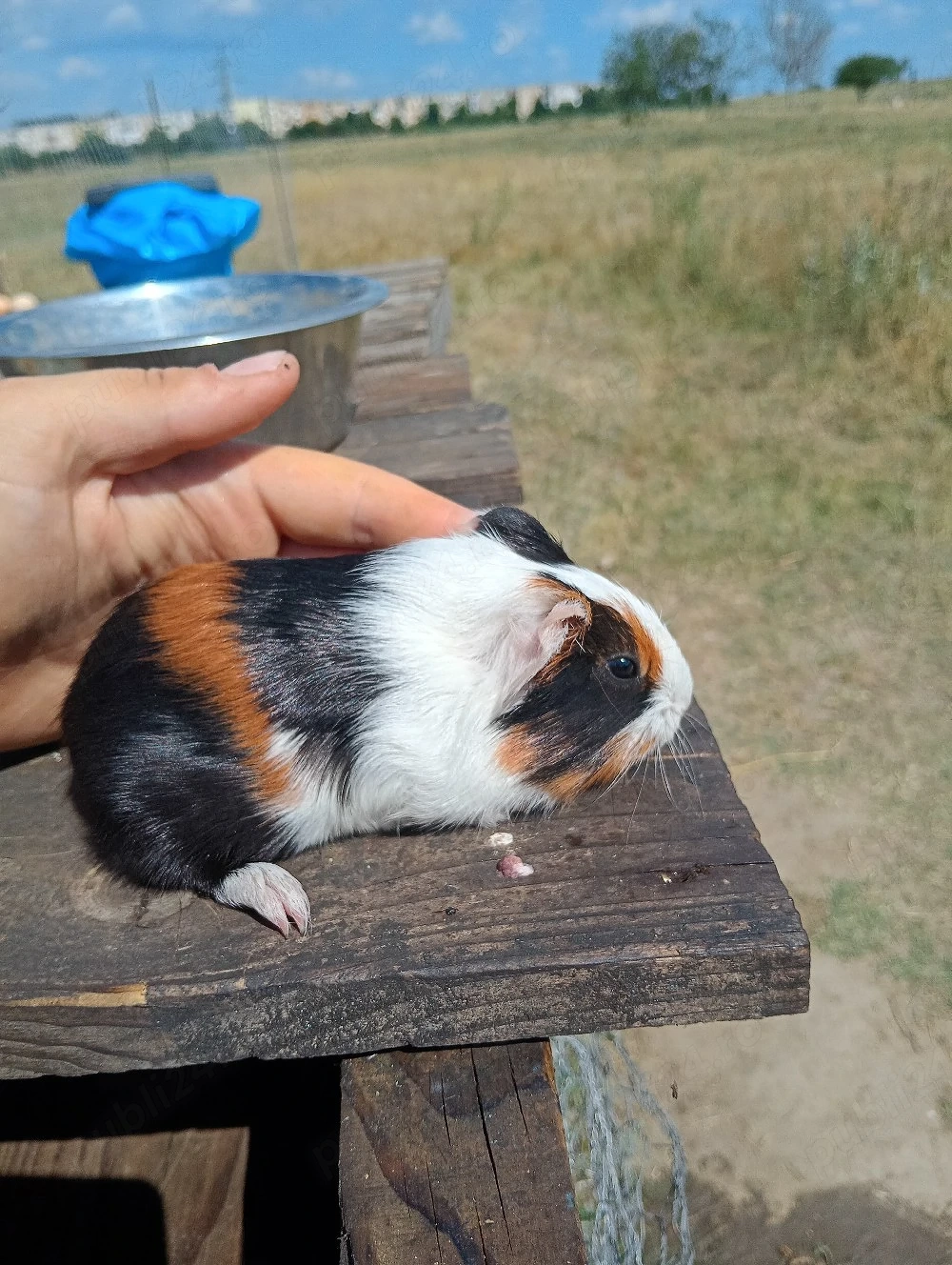 Pui porcusor de guineea 