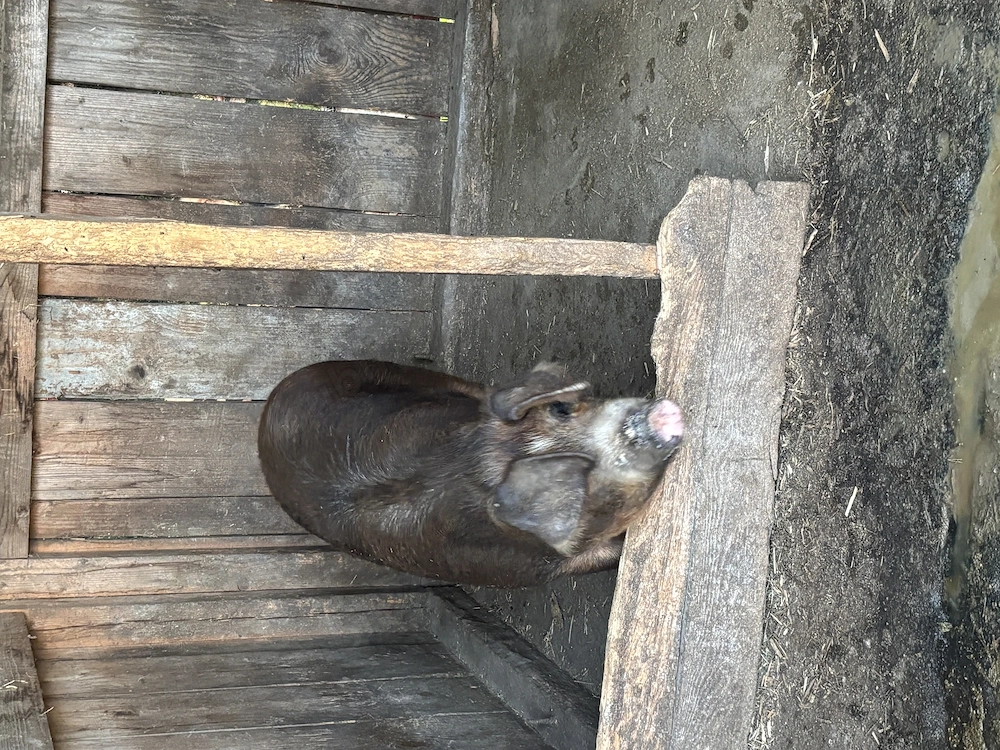 2 porci , între 110-130 kg 