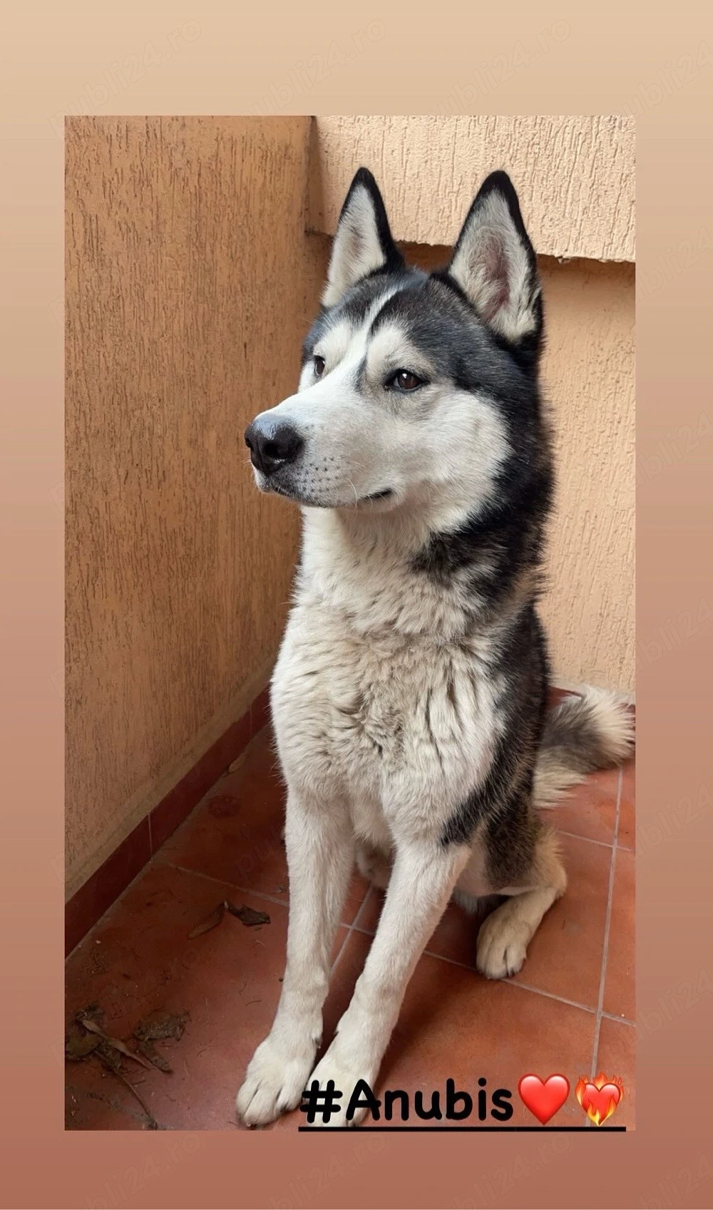 husky siberian cauta partenera 