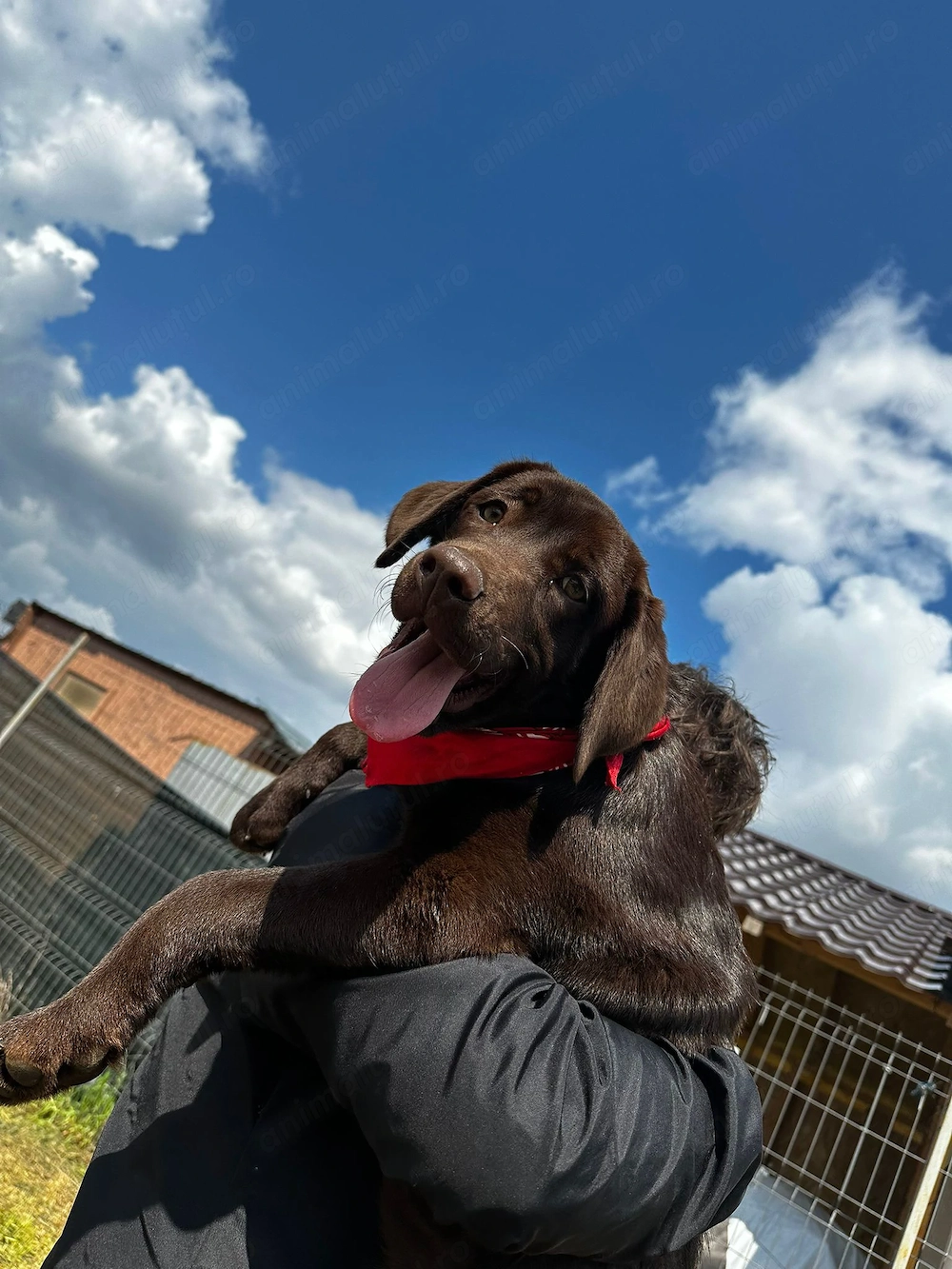 Labrador ciocolatiu femela