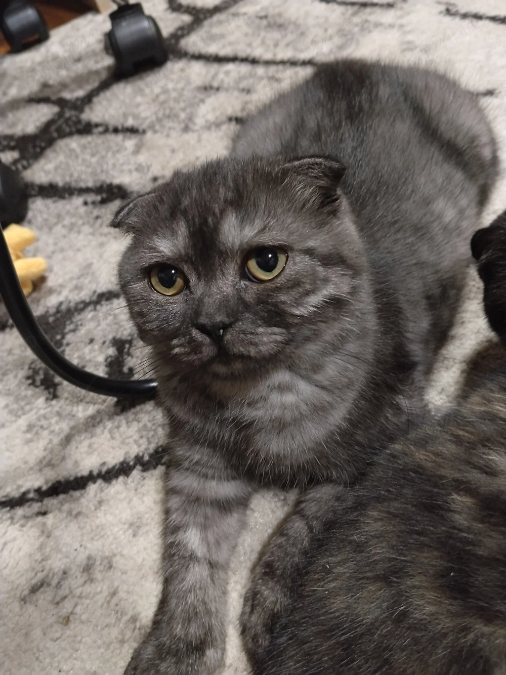 Pisoiasi scottish fold short hair