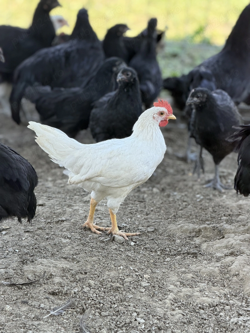 Leghorn și Australorp de vânzare 