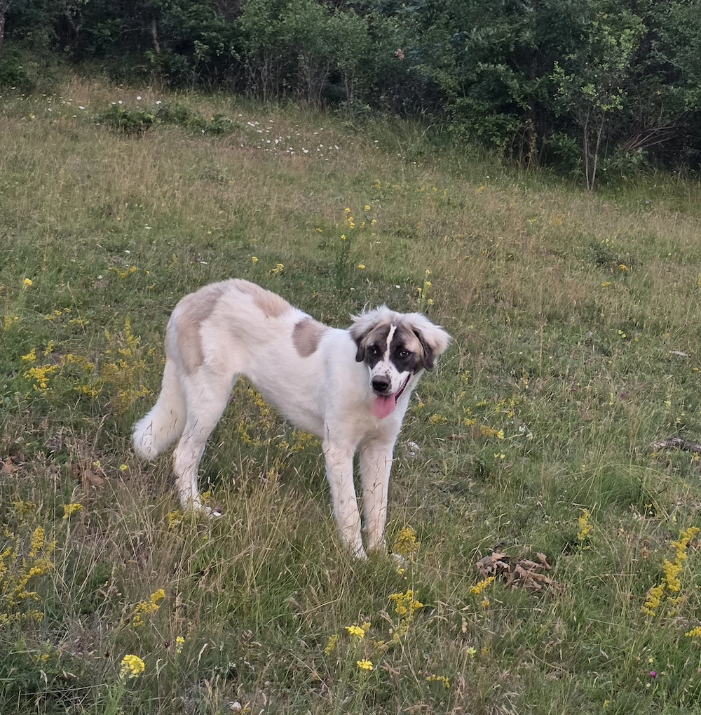 Donez femela de 8 luni metis ciobanesc