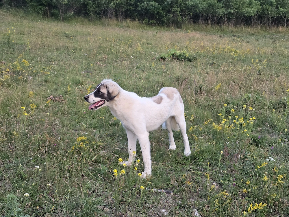Vand femela de 7 luni- metis ciobanesc