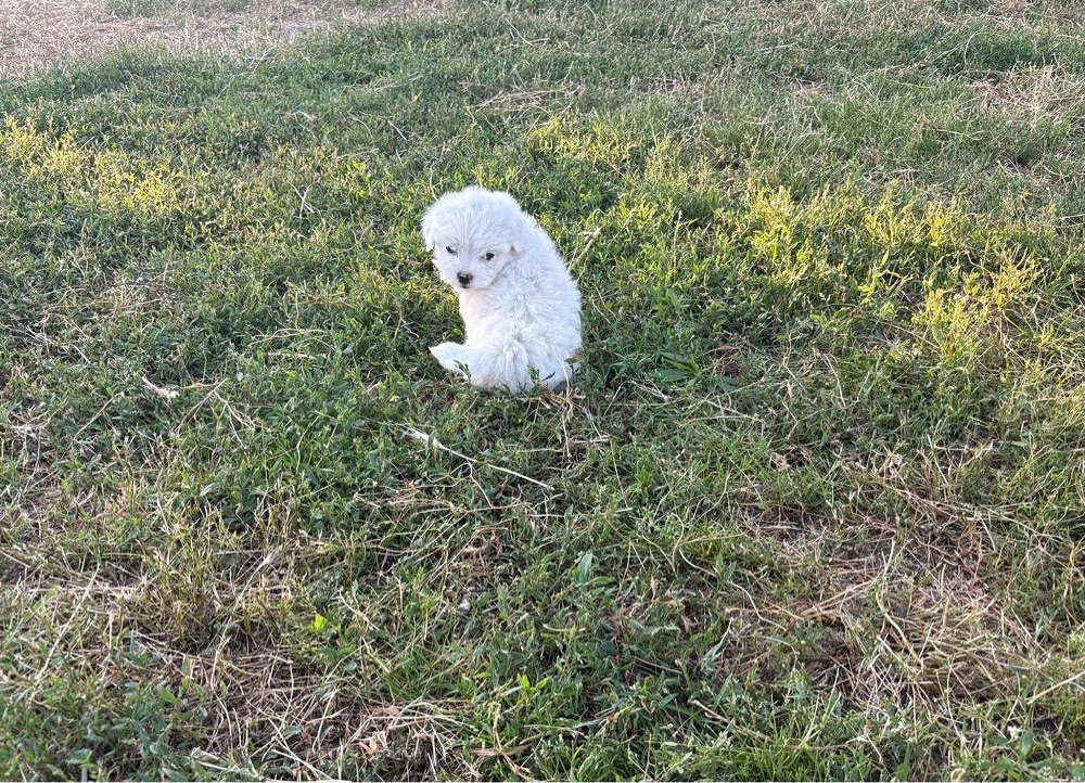 Pui Bichon 2 Luni 