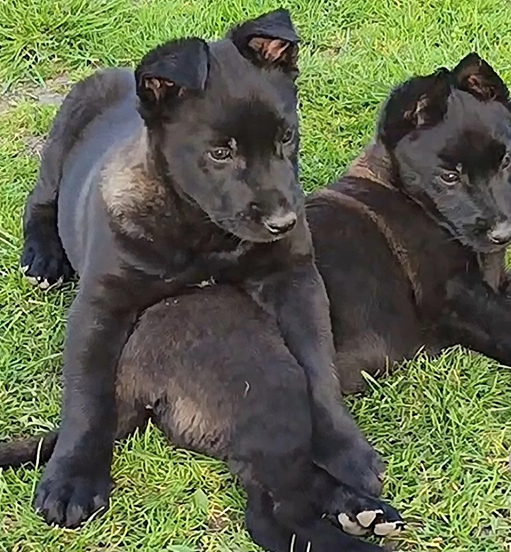 vând pui ciobanesc belgian malinois