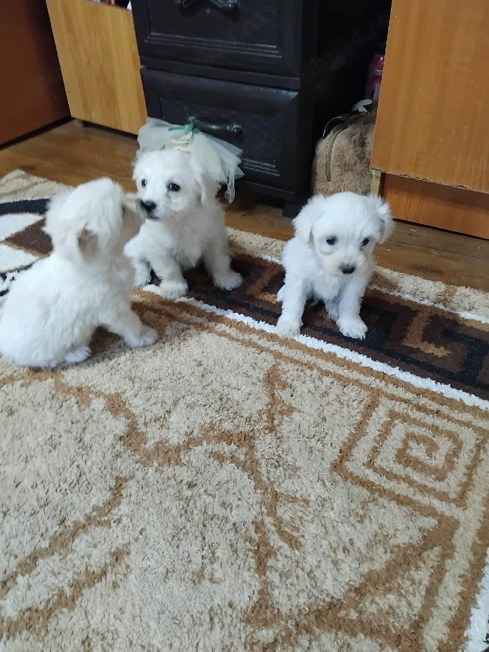 catei  bichon