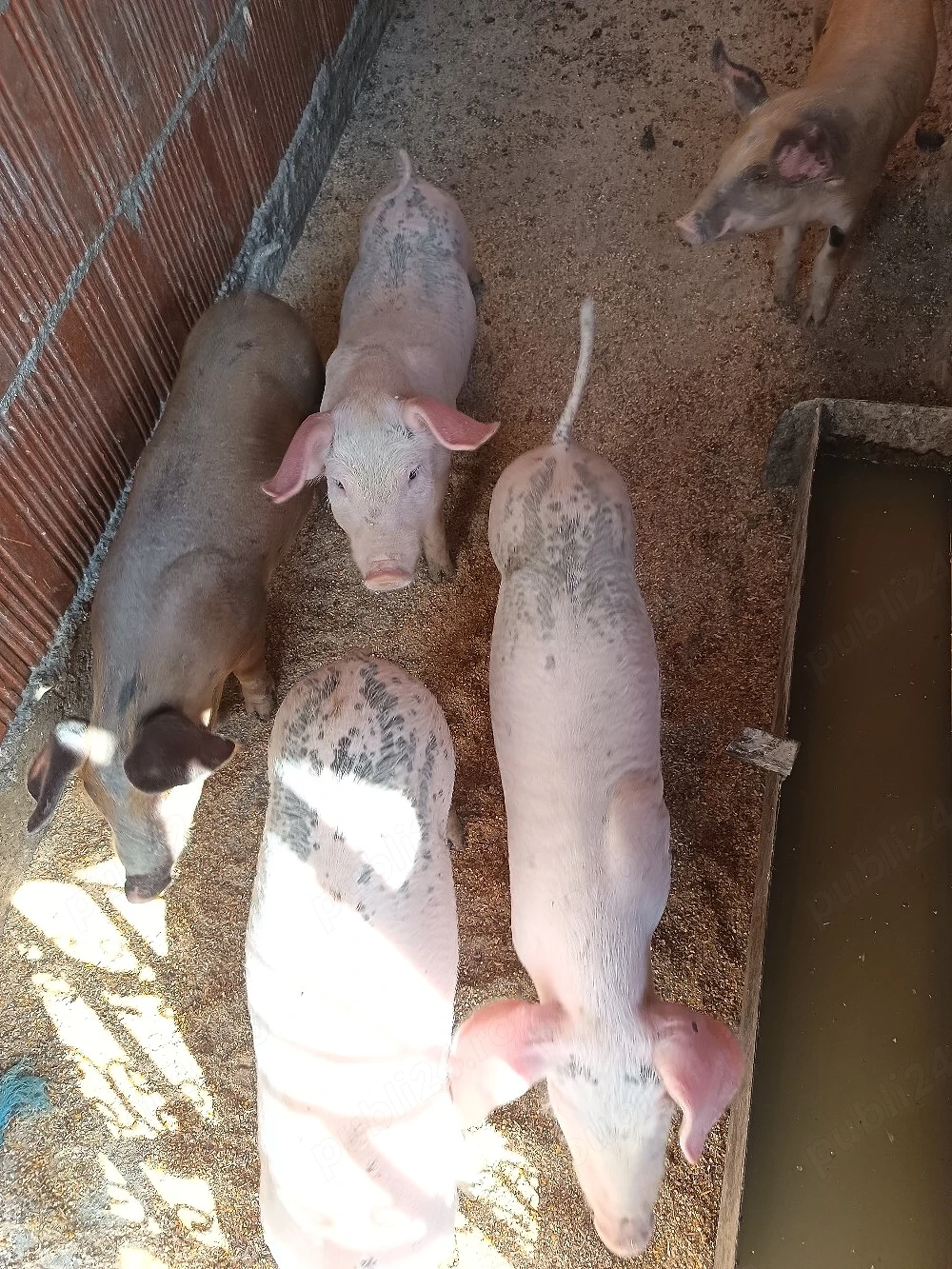vând purcei de 9 săptămâni 400 lei bucata negociabil.