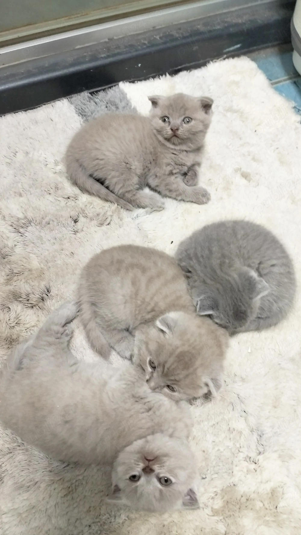 Pisici scottish fold lilac (cappuccino)