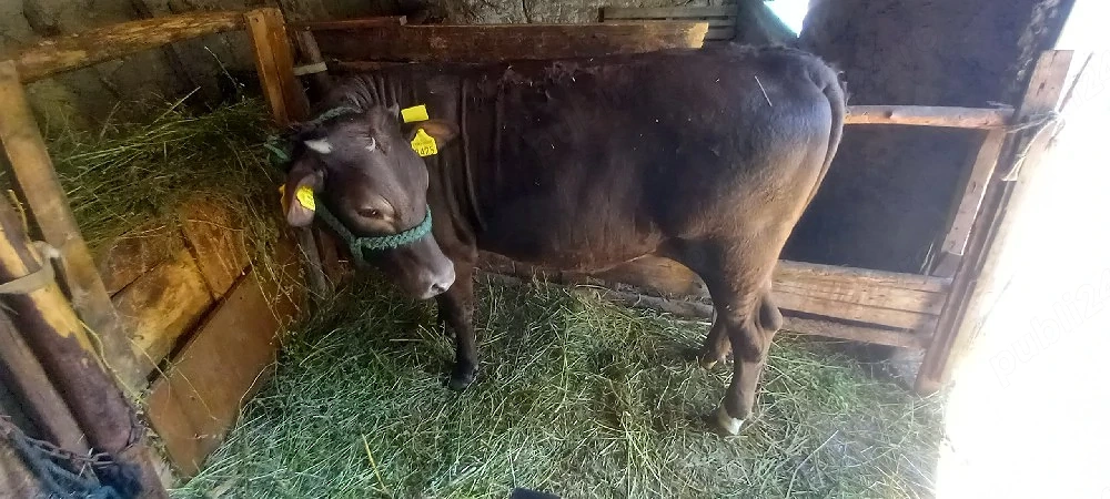 Vând vițică rasa Balțată Românească. 
