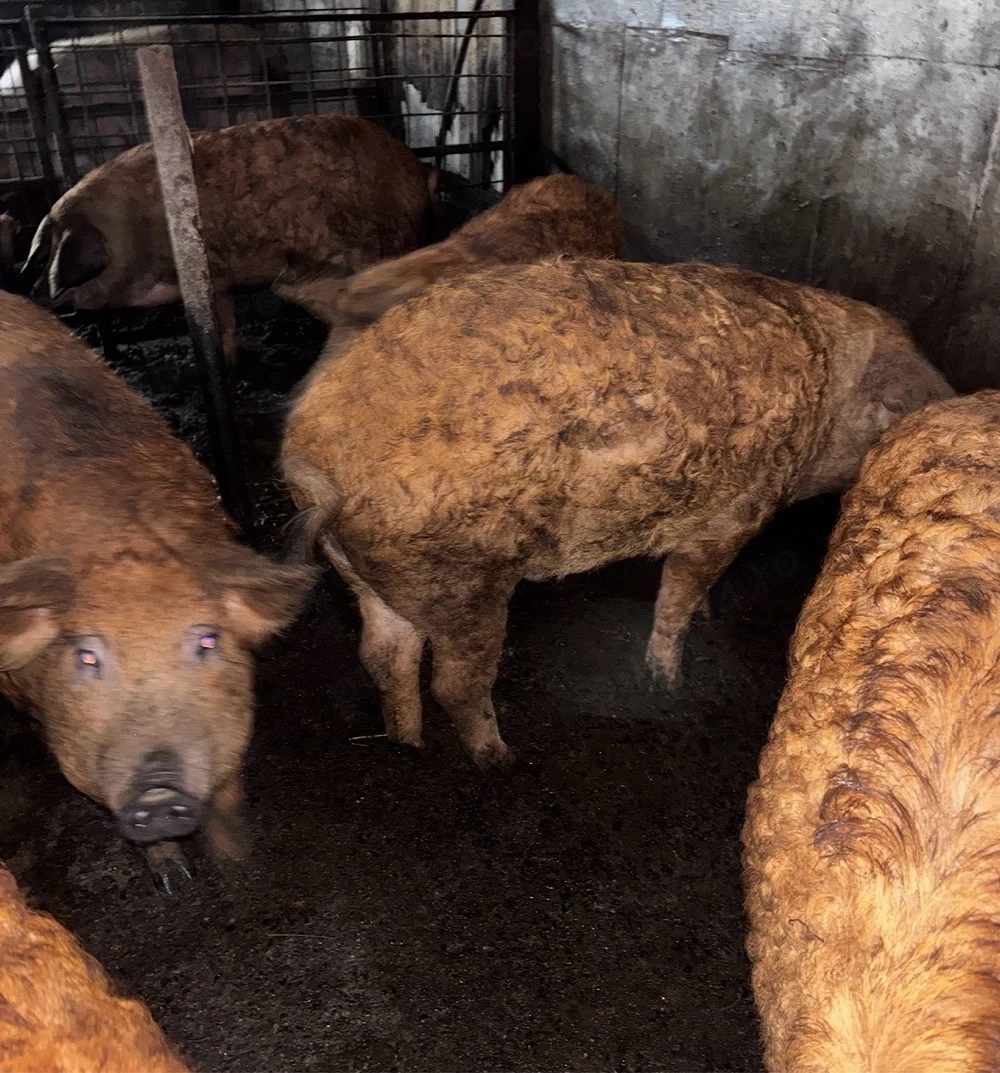 De vanzare porci mangalița