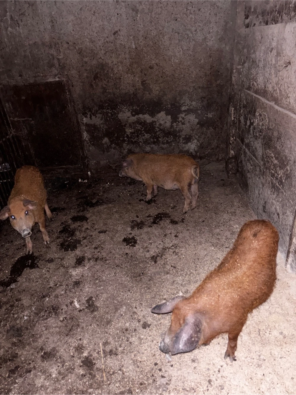 De vanzare purcei mangalita