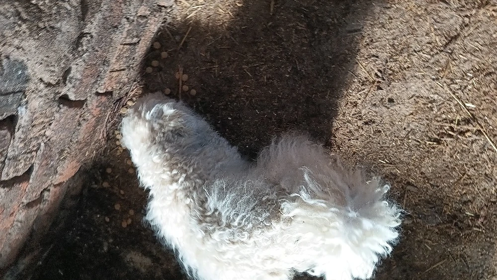femelă bichon - 1 an