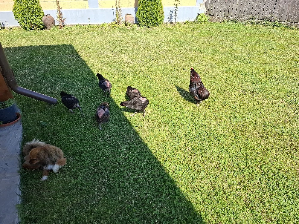 Araucana familie