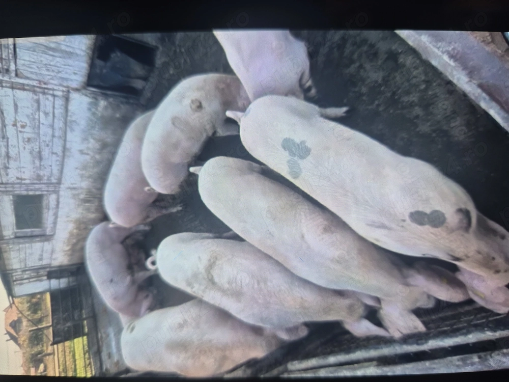 Porci 90 kg
