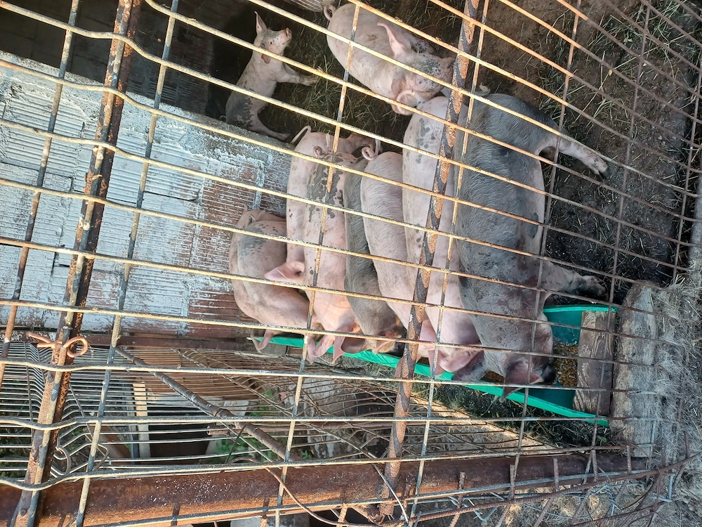 Vând purcei de 8 săptămânii 